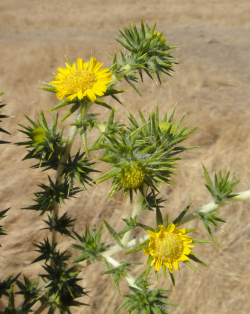 Photo taken in Livermore, Alameda County © 2011 Neal Kramer. 